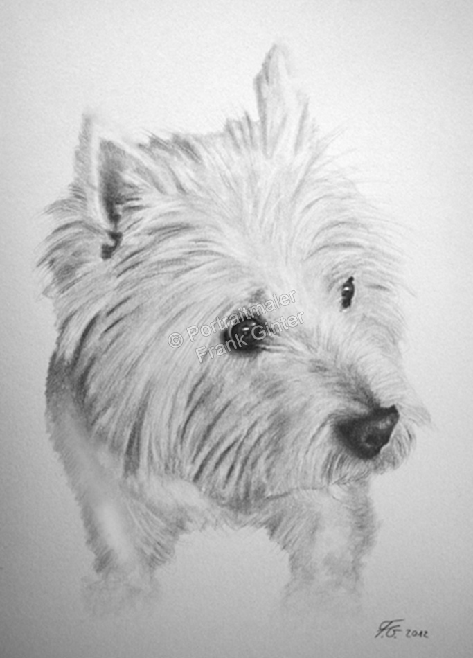 Bleistiftzeichnungen, Tierportraits Hunde, Bleistiftzeichnung Tiere, Tierzeichnungen, Tierzeichner
