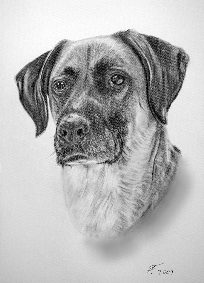 Bochum Bleistiftzeichnung Portraitzeichnung Hundezeichnung Hunde Portrait zeichnen Tierzeichner