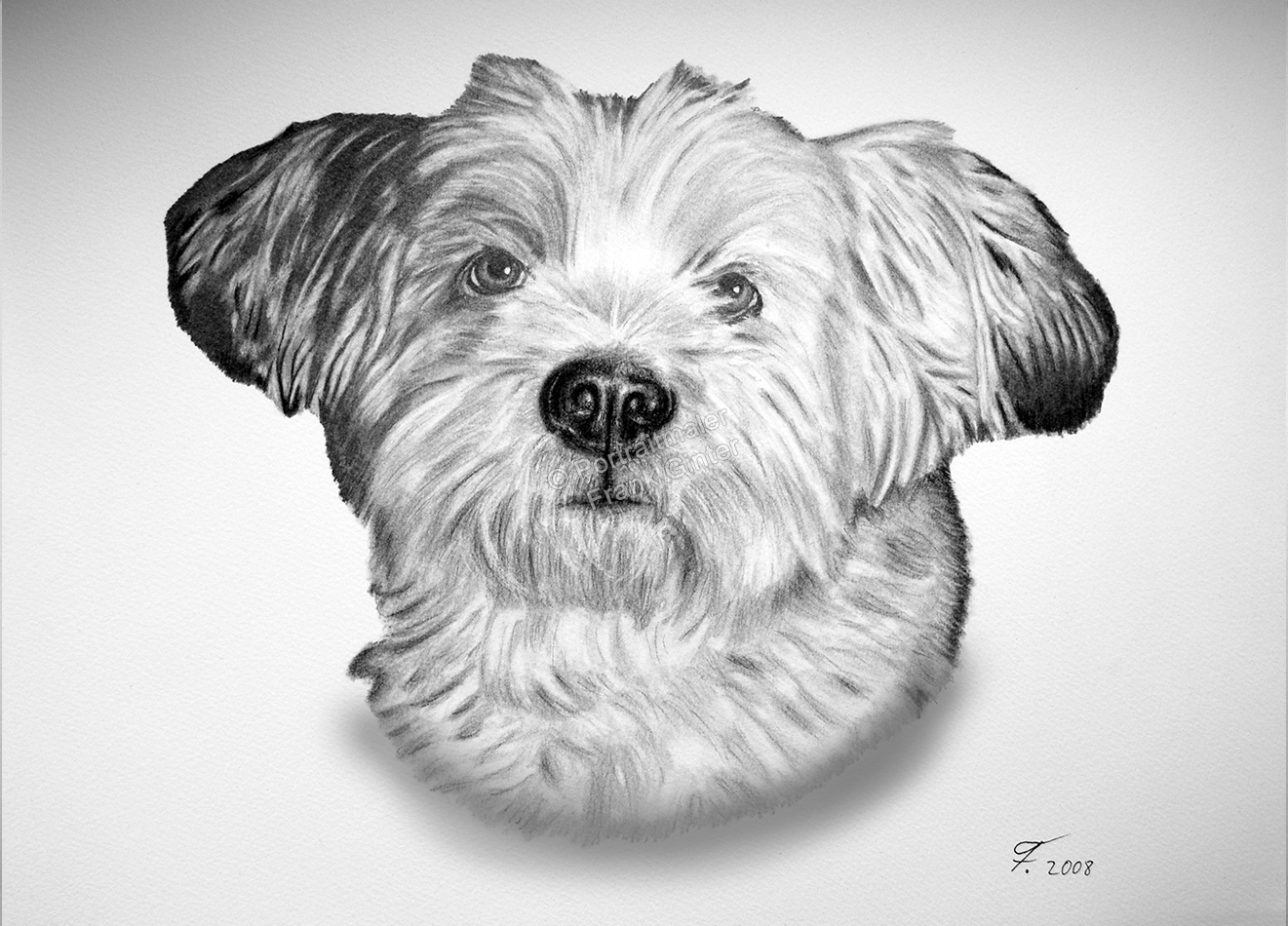 Bleistiftzeichnung vom Hund, Tierzeichnungen, Bleistiftzeichnungen, Tierportraits, Hundezeichnung mit Bleistift