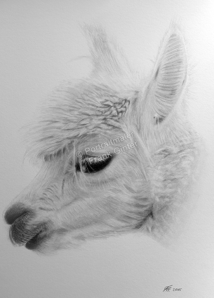Bleistiftzeichnung eines Alpaka, Tierzeichnungen, Bleistiftzeichnungen Tierportraits, Alpaka-Zeichnung Bleistift