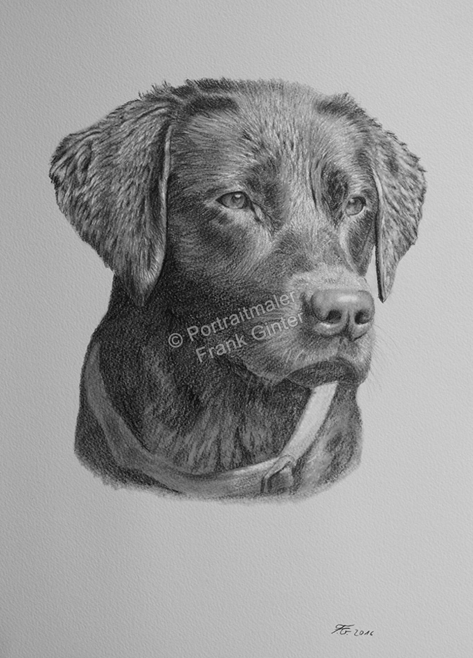 Bleistiftzeichnung vom Hund, Tierzeichnungen, Bleistiftzeichnungen Tierportraits, Hundezeichnung Bleistift