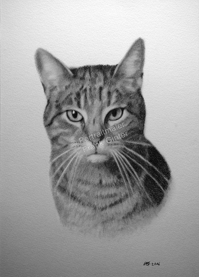 Bleistiftzeichnung einer Katze, Tierzeichnungen, Bleistiftzeichnungen Tierportraits, Katzenzeichnung Bleistift