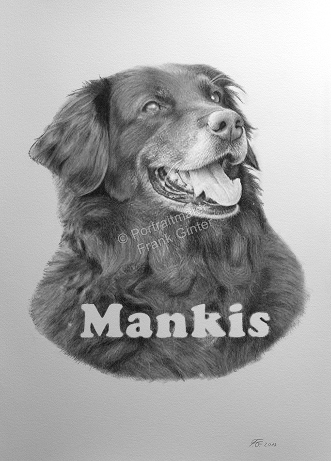 Bleistiftzeichnung, Tierportraits Hunde, Bleistiftzeichnungen, Tierzeichnungen, Hundeportraits in Kohle und Bleistift