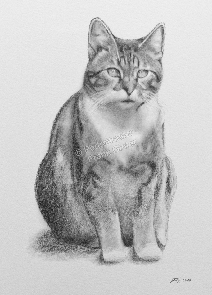 Bleistiftzeichnung, Tierportraits Katzen, Bleistiftzeichnungen, Tierzeichnungen, Katze in Kohle und Bleistift