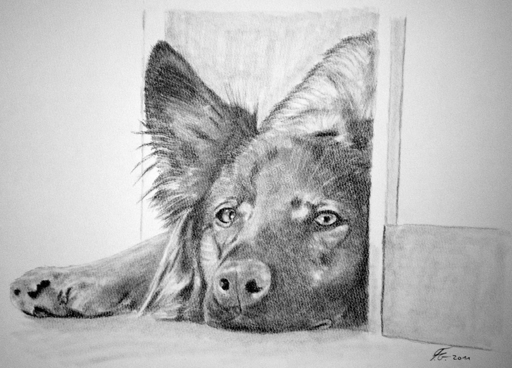 Bleistiftzeichnung vom Schäferhund, Tierzeichnungen, Bleistiftzeichnungen Tierportraits, Hundezeichnung Bleistift