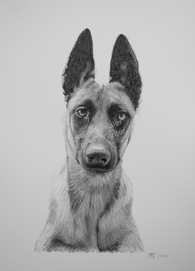 Bleistiftzeichnungen Hundeportrait