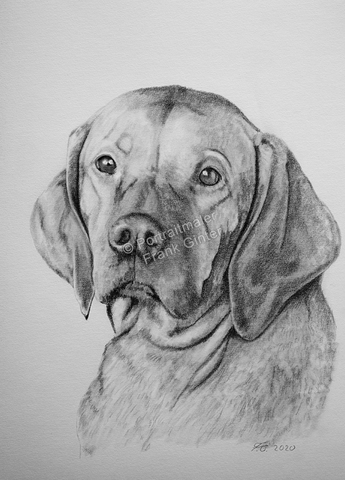 Zeichnungen, Tierportraits Hunde, Bleistiftzeichnung, Tierzeichnungen, Hundebilder Zeichner Bleistifte
