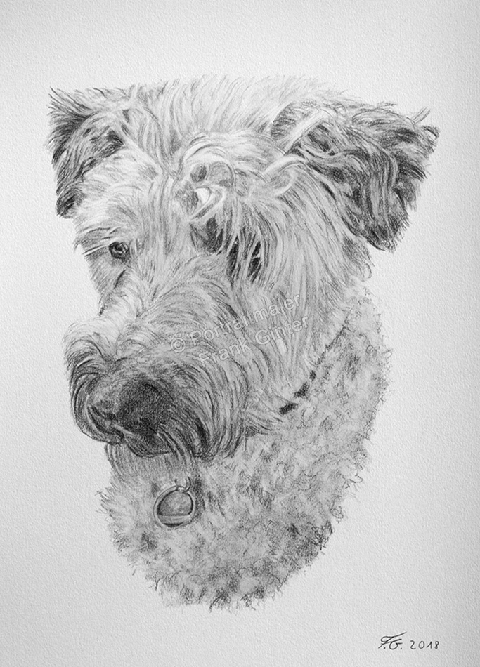 Bleistiftzeichnung vom Hund, Tierzeichnungen, Bleistiftzeichnungen, Tierportraits, Hundeportraits