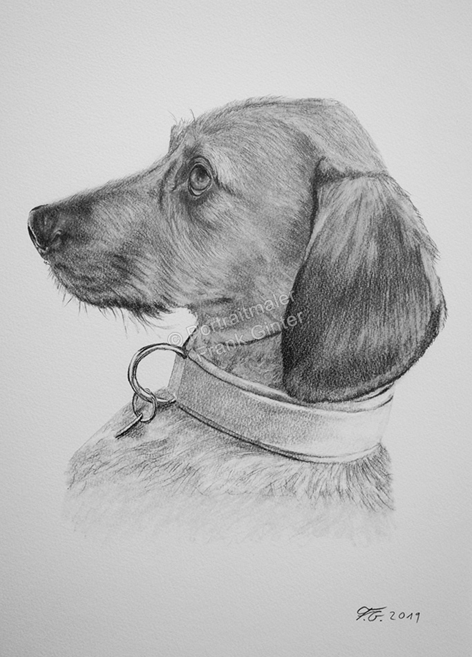 Bleistiftzeichnung eines Hundes, Tierzeichnungen, Bleistiftzeichnungen, Tierportraits, Hunde-Portraits handgezeichnet