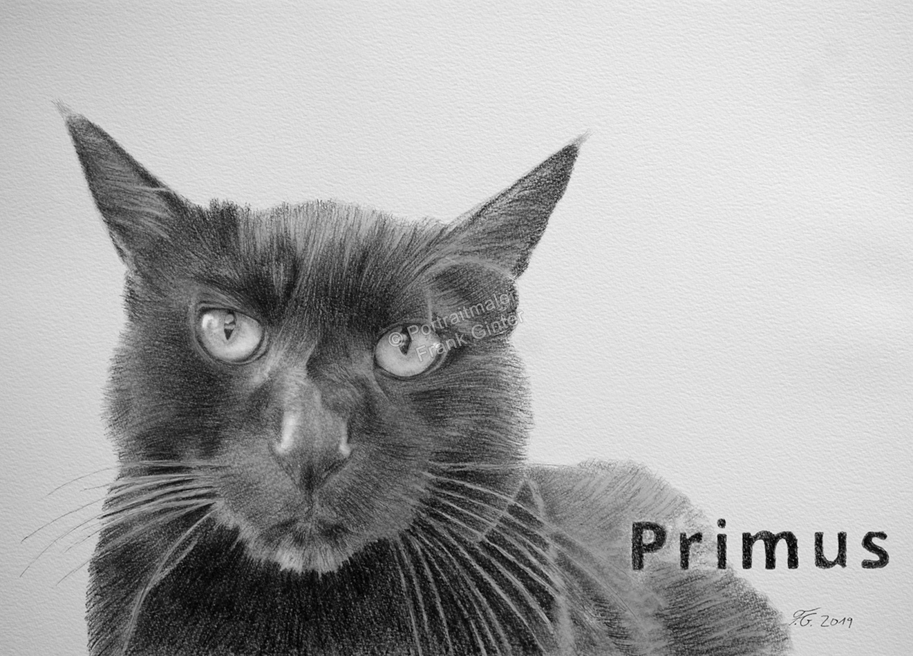 Kohlezeichnungen mit Katze, Tierzeichnungen, Katzenzeichnungen, Tierportraits mit Bleistift und Kohle, Katzenportraits