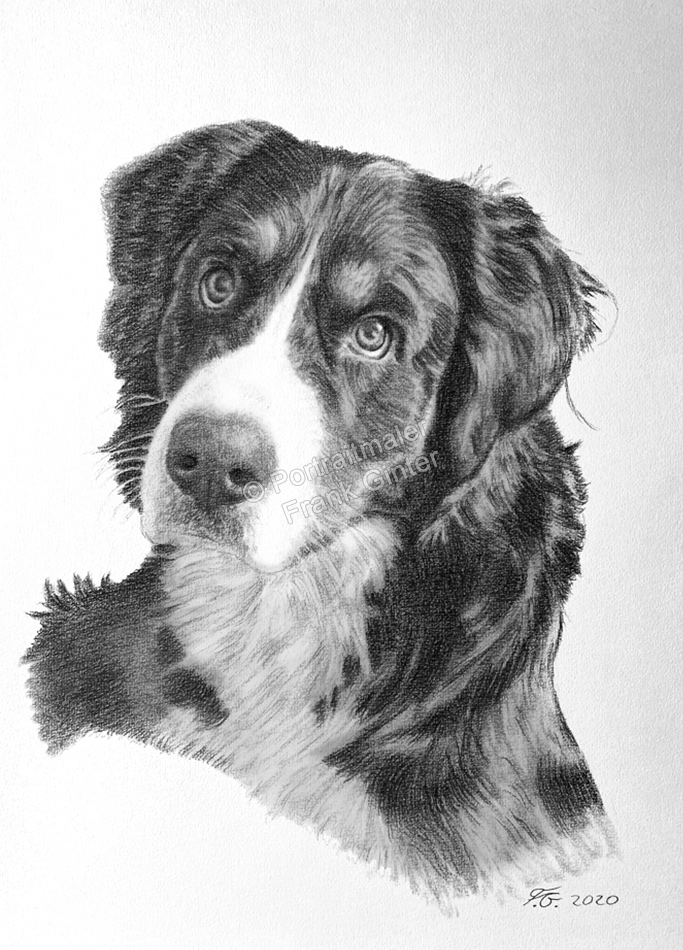 Kohle- Bleistiftzeichnung eines Hundes vom Foto gezeichnet
