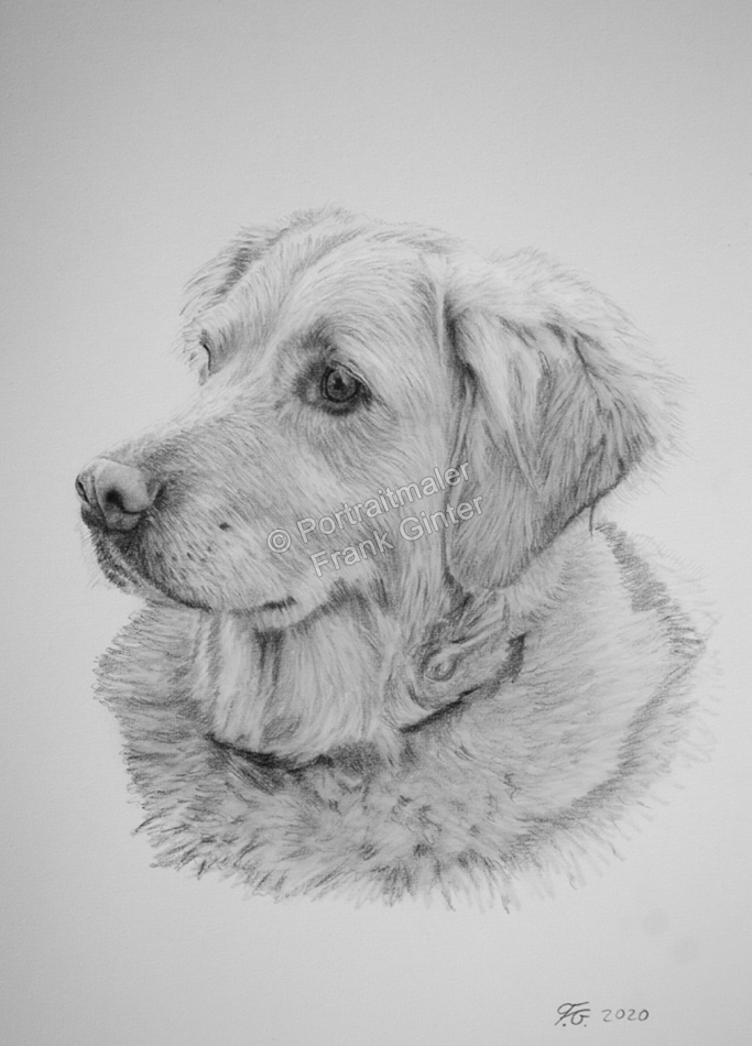 Bleistift-Portraitzeichnung Hundeportrait