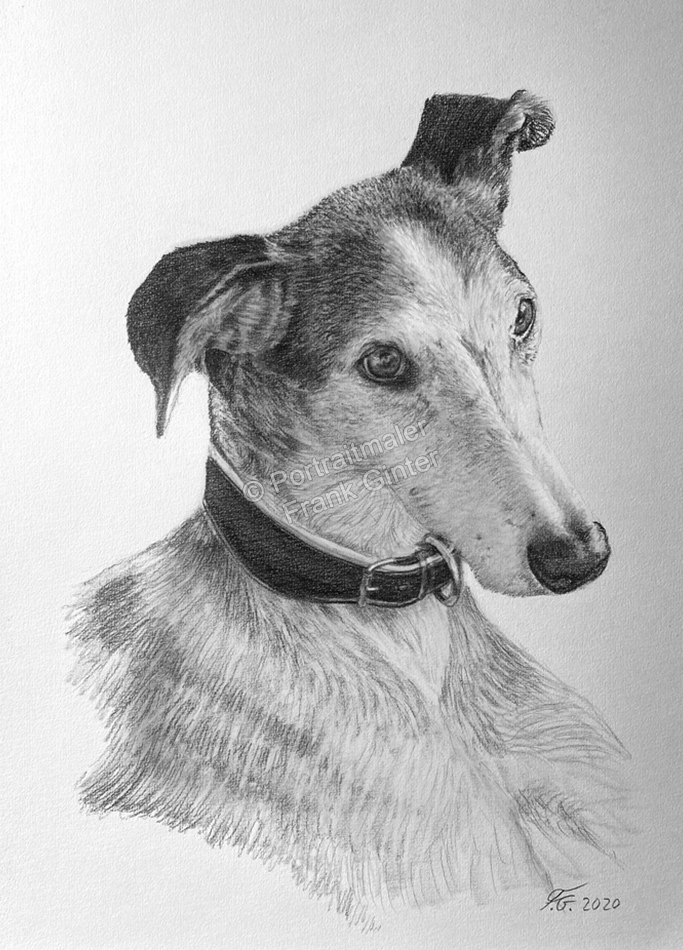 Bleistift Hunde-Portraitzeichnung