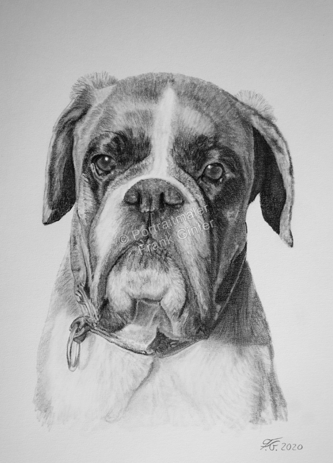 Tierportrait Bleistiftzeichnung Hundeportrait Boxerhund