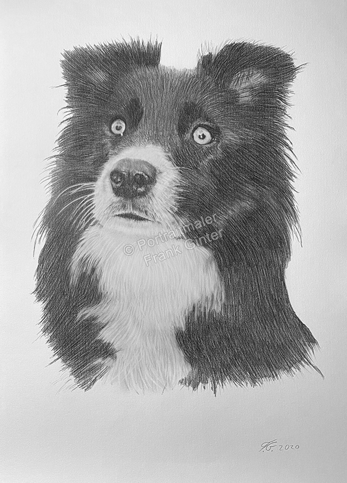 Bleistiftzeichnung Hundeportraits zeichnen