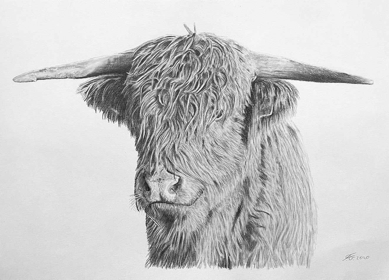 Bleistiftzeichnungen Tierportrait Büffel